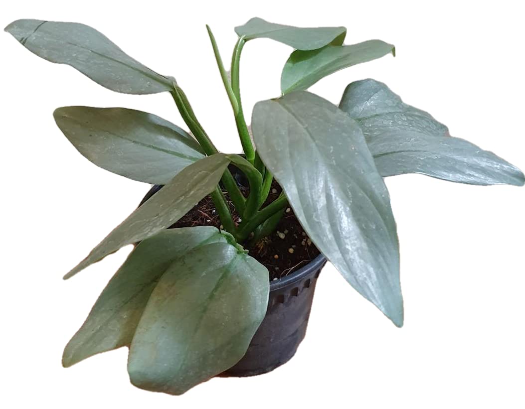 See full amazon price history chart for The Four Seasons Philodendron Silver Sword | Hastatum | Rare Natural Live Plant in Pot The Four Seasons Philodendron Silver Sword | Hastatum | Rare Natural Live Plant in Pot (B07L5NZY8F) Amazon Price History, Amazon Price Tracker