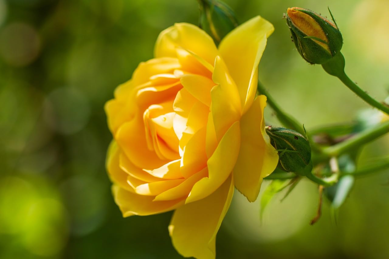 The Royal Crafty Rare Beautiful Yellow Rose Hybrid1 Grafted Healthy live plant for your own Home Garden (B0CCRS7B2D) Amazon Price History, Amazon Price Tracker