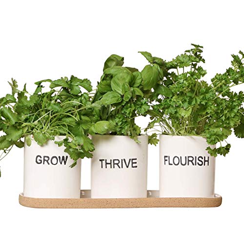 Dibor - Set of Three Herb Pots Window Box Terracotta Planters (BP98)