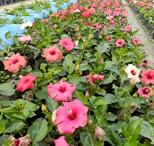Image of Double Petal Multi Hibiscus Live Plant Tree | 10 Colour Flowering Plant | Beautiful Indoor Outdoor Plant | For Home Garden, Balcony & Decoration | Healthy Live Plant (Without Pot)