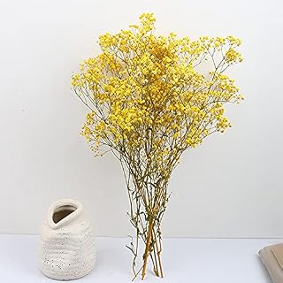 YIWOYI Gypsophila - Flor natural seca seca para bebé, flor de Gypsophila, para decoración del hogar, color amarillo (aproximadamente 80 g)
