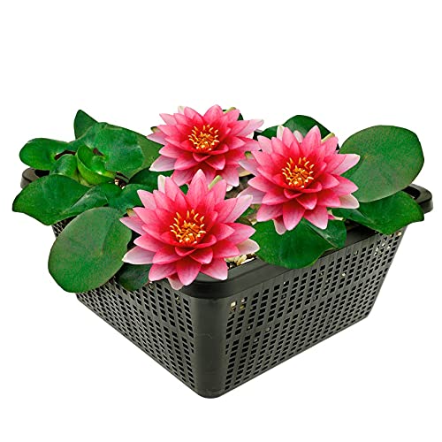 vdvelde.com - Rote Seerose - Nymphaea Attraction - - Große Seerose- Ausgewachsene Höhe: 10 cm- Platzierung: -10 bis -100 cm