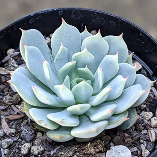 ÖKN 7.5cm|bg A GPxA ZCmo Echeveria 'Seiya-no-bara' Y  ϗtA CeAO[ 񂹐A ke 1{ 1