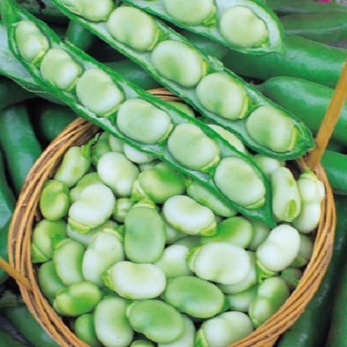 Willvine Broad Bean Masterpiece Green Longpod-XII-6D-image-31