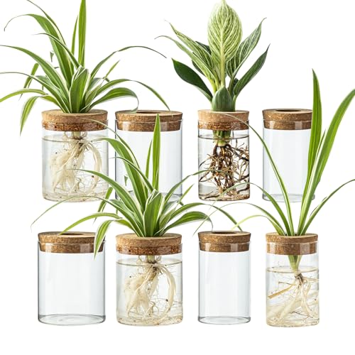 CHPINDAM Glass Propagation Stations for Plants -Desktop Flower Vases,Propagation Flower Vases Set – 2 Large & 2 Small for Plant Cuttings，for Living Room, Bedroom Decoration,Home,Office Decor (8)