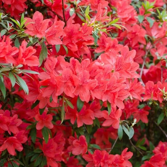 Fashion Azalea Live Plant 12-18" in Height in a #3 Container