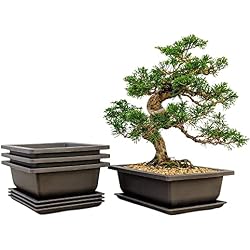 Bonsai Outlet Training Pots with Humidity Trays - Built in Mesh, Brown 8-Inch Large Planters + Made from Durable Shatter Proof Poly-Resin, Set of 3 Pot Set