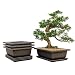 3 Pack of 8" Bonsai Training Pots | Classic Deep Brown Bonsai Training Pots and Humidity Trays with Built in Mesh. Made from Durable, Shatter-Proof Poly-Resin.