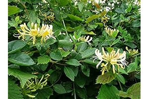 Lonicera winter honeysuckle vine