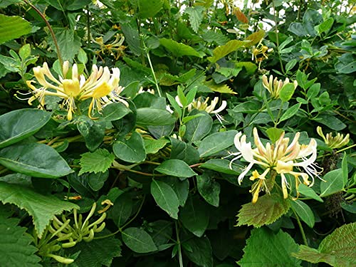 Lonicera Winter Honeysuckle - 4" Pots