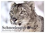 Schneeleoparden. Geschmeidige Gebirgsjäger (Wandkalender 2023 DIN A4 quer), Calvendo Monatskalender - Elisabeth Stanzer 