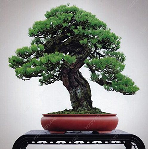 Semi Di Pino Rosso Giapponese, Pinus Densiflora - Bonsai Del Mercato - Foto 2