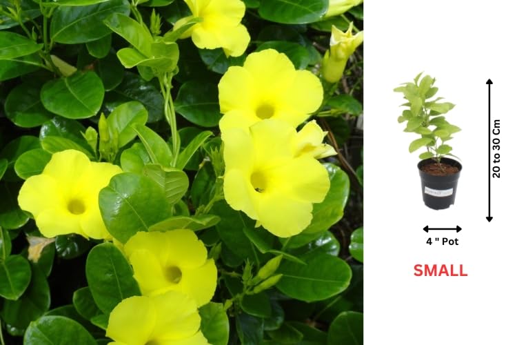 Image of Indian Gardens - Creeper Plant | Ornamental Climber for Balcony, Terrace & Garden | Easy to Grow Plant in 4 inch Pot (Allamanda)
