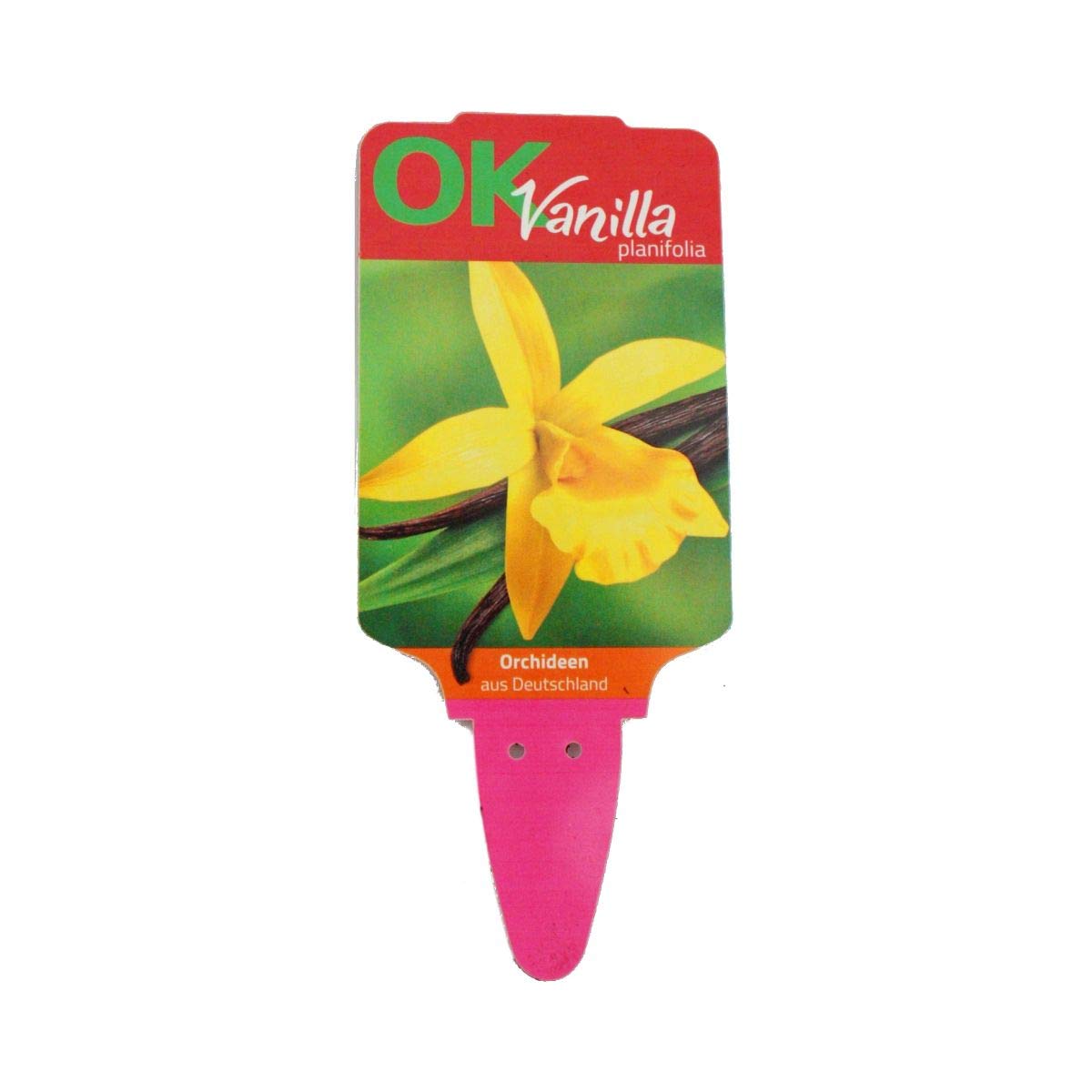 Exotenherz - Planta de vainilla real - Vanilla planifolia - orquídea trepadora