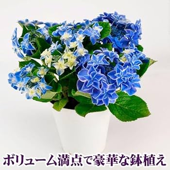 M*E様 【訳あり品】　アジサイ　育成用株　25鉢　紫陽花 Amazon.co.jp: アジサイ 鉢花 お買得 紫陽花おまかせ福袋 (花色