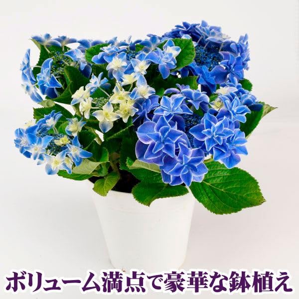 Amazon.co.jp: アジサイ 鉢花 お買得 紫陽花おまかせ福袋 (花色