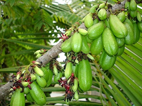 Averrhoa Bilimbi - Cucumber / Pickle Tree - Rare Tropical Plant Tree Jocad (5 Seeds) #TOP9