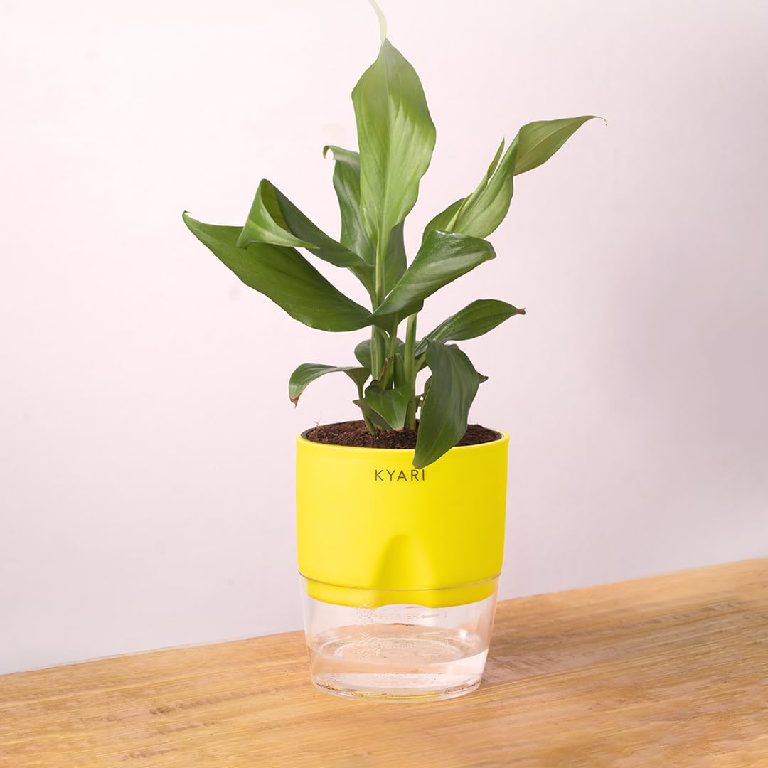 KYARI Peace Lily Indoor Plants for Living Room | Live Plants | Plants with Green Self Watering Pot for Home | Air purifier plants | Plants for Home Decor | Plants for Garden & bedroom