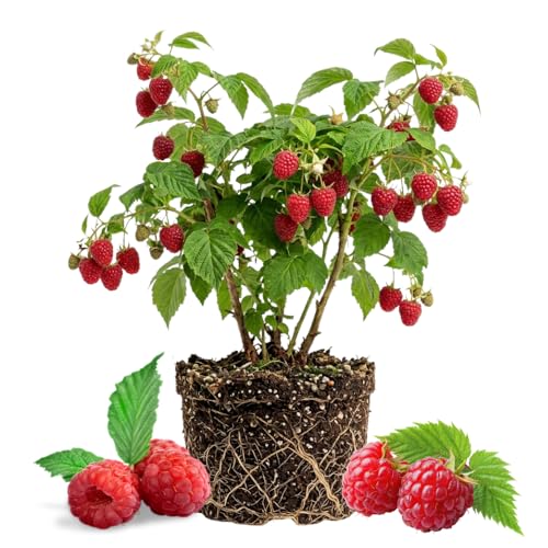 Red Raspberry Plant Live for Planting Thornless Raspberry Plant 4-8 Inches Tall Sweet Edible Berries Cold Hardy Fruit Tree for Outdoor Garden
