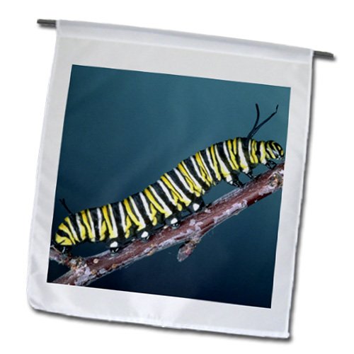 3dRose Gartenflagge – Monarch-Schmetterlinge Auf Kegelblumen, 30,5 X 45,7 Cm