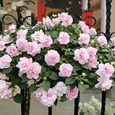 100pcs Pink Double Impatiens Flower Seeds