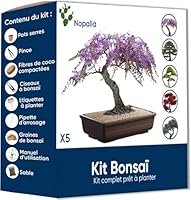 NOPALIA® Bonsai Set – Züchte Deinen Eigenen Zimmerbonsai – Originelle Geschenkidee für Männer, Frauen & Kinder – DIY Pflanzset – Mini Baum – Zen-Dekoration – Einfache Aussaat