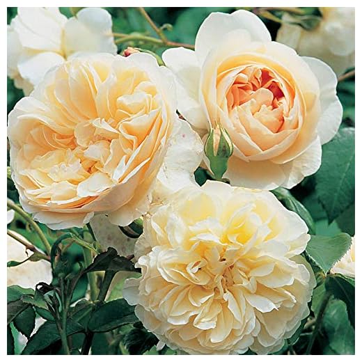 Heirloom Roses Rose Bush - The Lichfield Angel David Austin Plant, Live Plants for Outdoors, Own Root Bushes for Planting, One Gallon Apricot White Potted Outdoor Flowers
