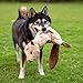 Best Pet Supplies 2-in-1 Stuffless Squeaky Dog Toys with Soft, Durable Fabric for Small, Medium, and Large Pets, No Stuffing for Indoor Play, Supports Active Biting and Play - Squirrel, Small