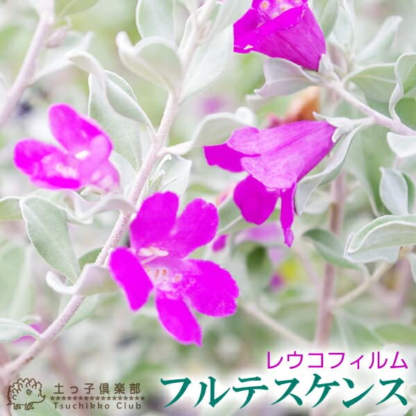 レウコフィルム　/ 605 園芸ネット本店｜レウコフィルム7号鉢植え の通販【公式】