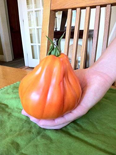 Red Pear Abruzzese Tomato-Giant Red Pear Heirloom from Northern Italy (50 - Seeds)