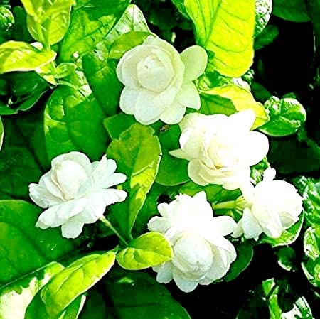 Jasmine/Motiya/Mogra LIve Plant