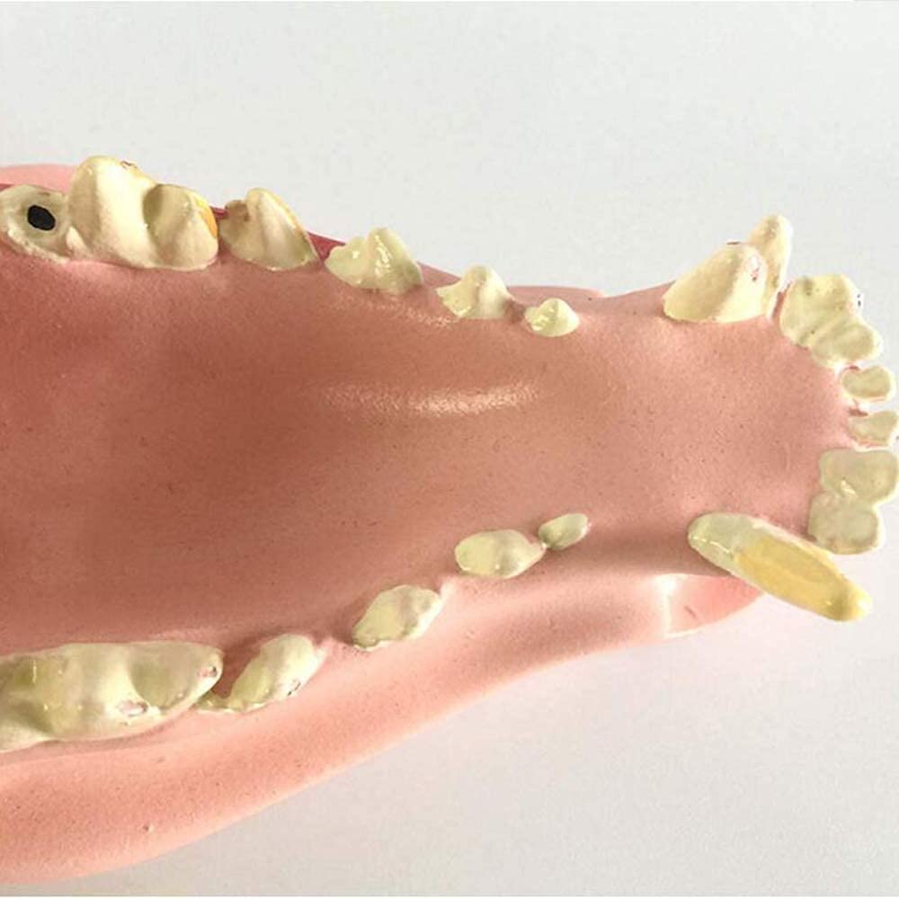 Model Badawczy Model Psa Model Anatomiczny Anatomia Lekarze Weterynarii Tier Ski Exim Stomatologia Medycyna Nauczanie Model Zęba Psa