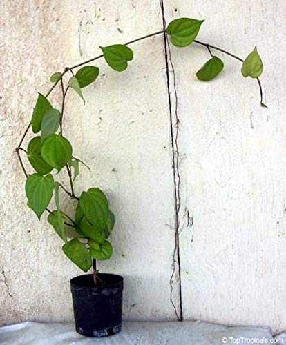 Image of BLACK PEPPER PLANT OUTDOOR GARDEN LIVE ORGANIC HYBRID FRUIT /GOLMORICH PLANT