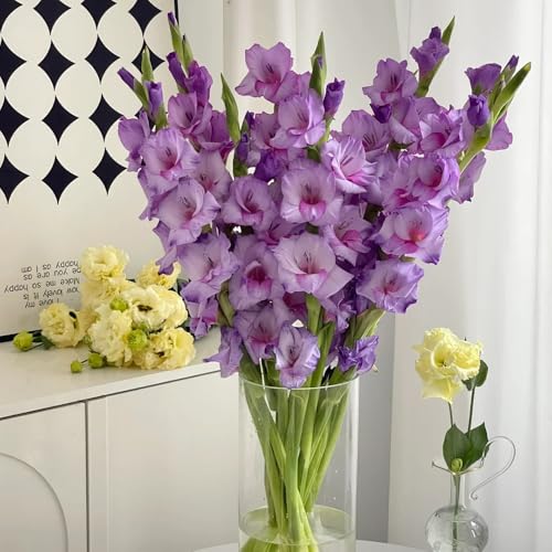 Bulbi di gladioli、 giardino decorativo、Fiori meravigliosamente luminosi con piante in vaso resistenti fiori da giardino、lungo periodo di per piante da balcone, piante da 15pcs