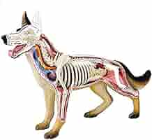【未使用】　Elanco 犬の全身骨格模型【最終値下げ】 未使用】 Elanco 犬の全身骨格模型【最終値下げ】 - メルカリ