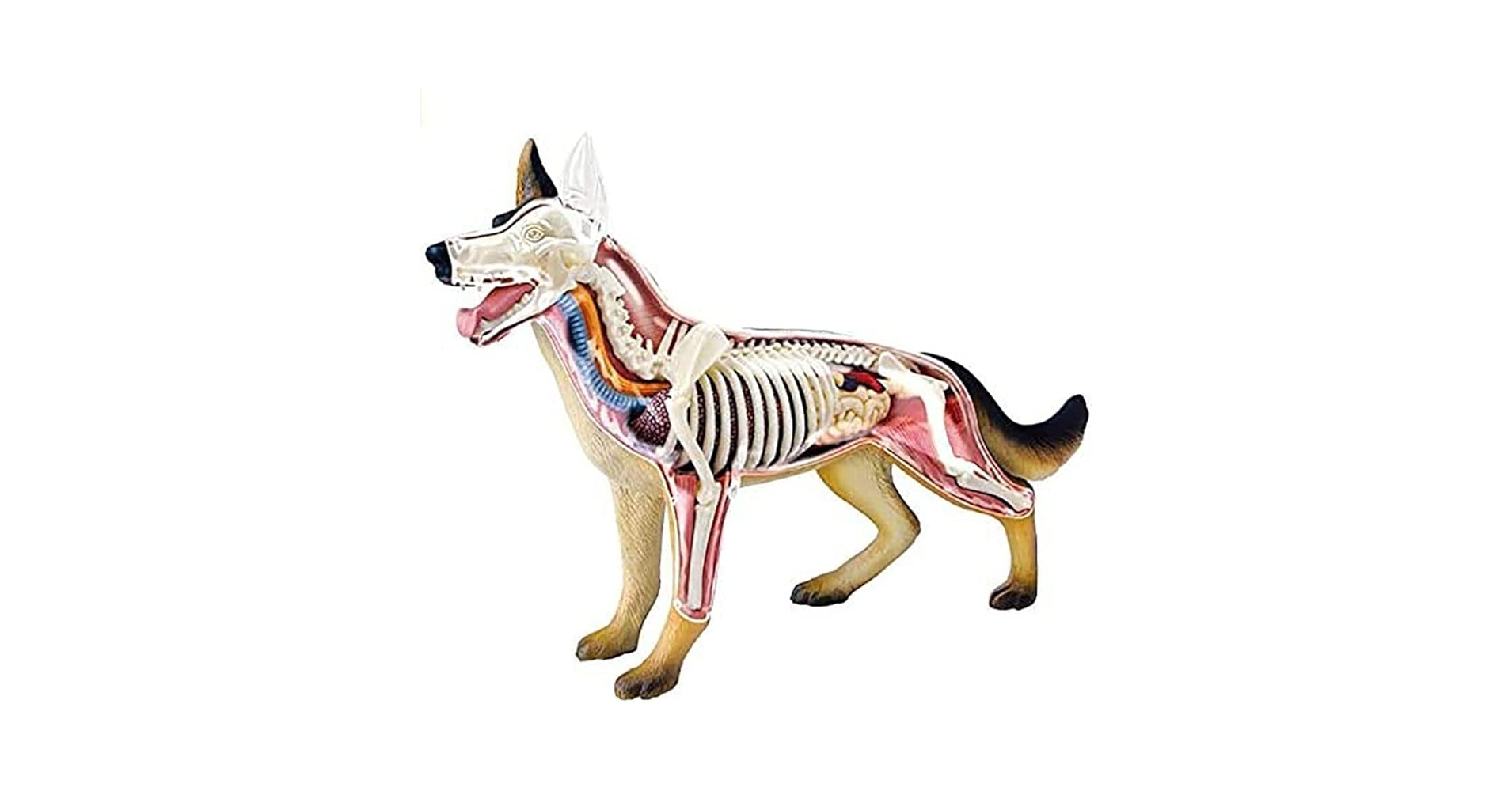 犬の頚椎模型 肩甲骨も含め可動式】イヌ（Canis lupus familiaris） 縮小全身