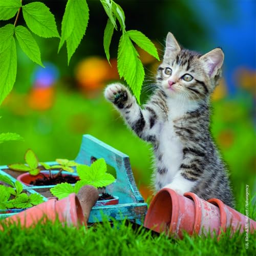 Coffret de Puzzles 3x49 Pièces Chatons Tigrés pour Enfants Neuf - vue 7