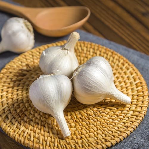 Semillas de ajo resistentes: plante semillas de ajo, compre ajo para plantar, plantar semillas, plantas de sombra de jardín, plantas resistentes al exterior. Semillas de 250pcs
