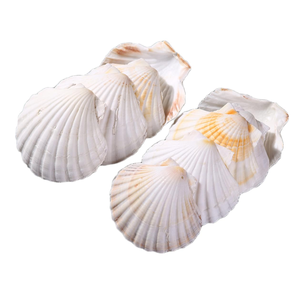 BESPORTBLE 10pc Beach Seashells Natural Seashells for Crafts Ocean Decor Ornaments DIY Craft Charms Random Color