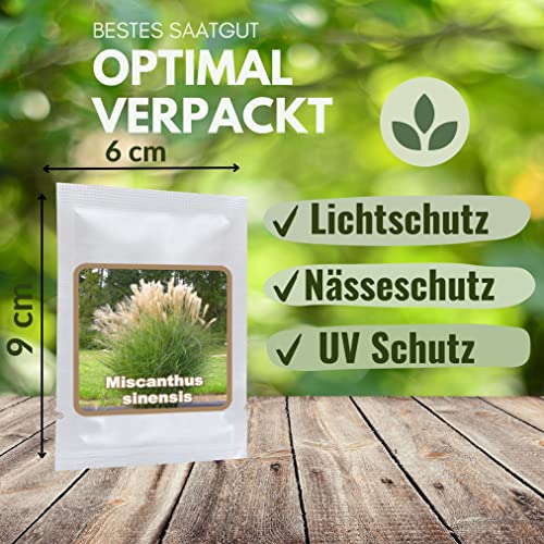 RIESEN CHINASCHILF ca.100 Samen - Silberfeder - Miscanthus chinensis winterhart - Prächtiges Gras für den Garten - ideal als Sichtschutz