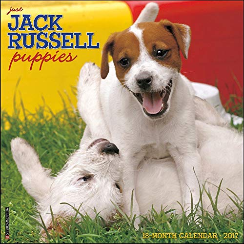 Just Jack Russell Puppies 2017 Wall Calendar (Dog Breed Calendars)