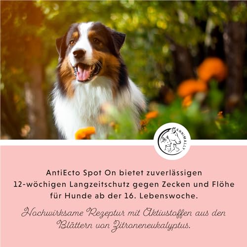 Annimally Floh- und Zeckenschutz Spot ON für Hunde - Effektives Zeckenmittel für Hunde, 3 Monate Langzeitschutz Flohmittel & Zeckenschutz - (30-50kg)
