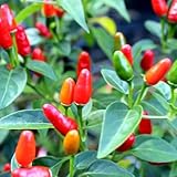 100+ Bird's Eye Chili Pepper Thai Seeds Hot Peppers Seeds Vegetable Thai Super Hot Planting