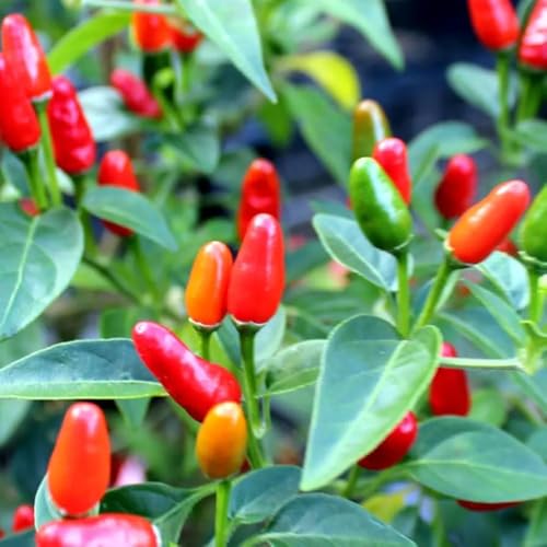 100+ Bird's Eye Chili Pepper Thai Seeds Hot Peppers Seeds