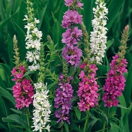Lythrum salicaria ‘Happy Lights’100 Seeds, Perennial