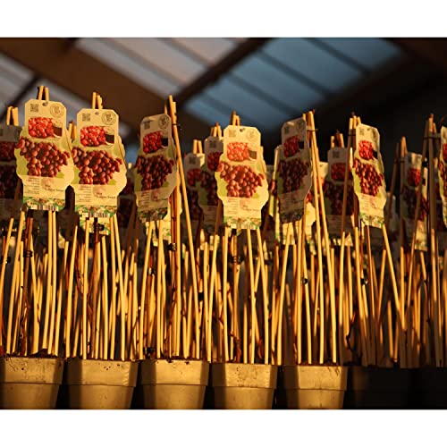 Sur le balcon ou dans le jardin, C&rsquo;est le moment de planter des fruitiers !