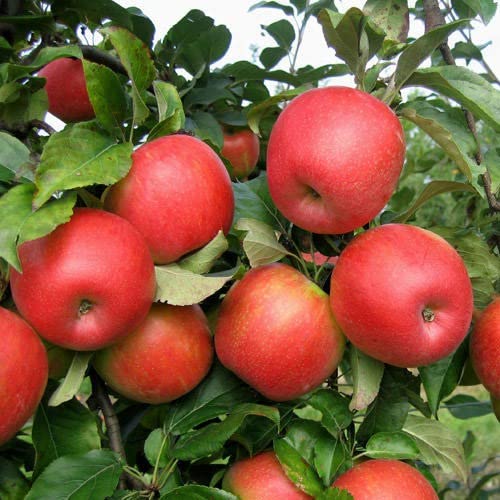 Paudha Apple Fruit pack of 35 seeds (B09NHTGMJX) Amazon Price History, Amazon Price Tracker