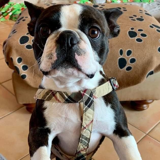 No Pull Dog Harness and Leash Set - Adjustable Plaid Step in Puppy Basic Harness for Small Medium Dogs Cats