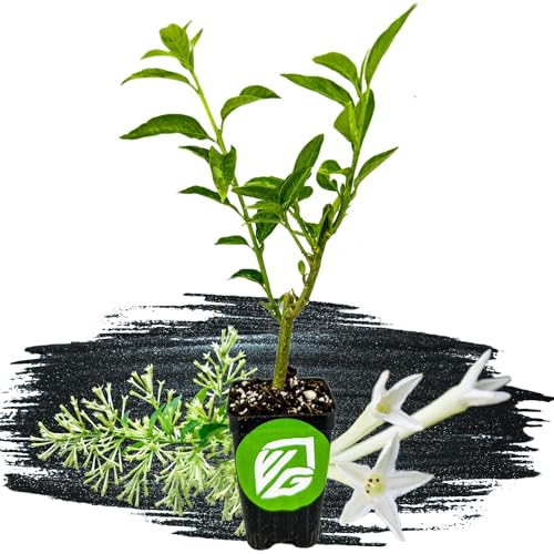 Night Blooming Jasmine Live Plant - Cestrum nocturnum - Wellspring Gardens Starter Plant