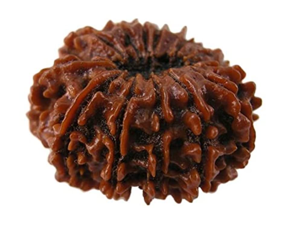 ✰︎‪ 琥珀 ルドラクシャマーラー トップ13ムキ ルドラクシャ‬